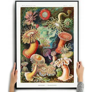 Obraz Plakát MOŘSKÉ PŘÍŠERY - ERNST HAECKEL bez rámu 42 x 59,4 cm