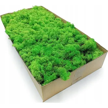 Obraz Mech chrobotek zelený Enchanted v kartonu 500 g