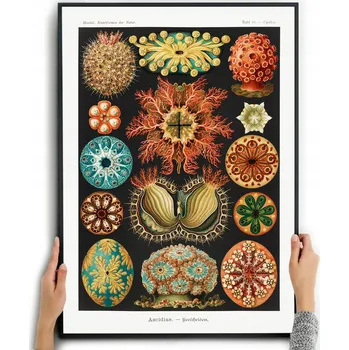 Obraz Plakát Obraz dekorace do interiéru botanika bez rámu 42 x 59,4 cm