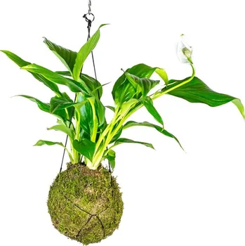 Gardners Kokedama Spathiphyllum (M) Spatifylum, Lopatkovec, Toulcovka