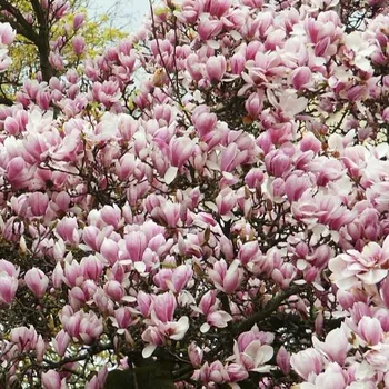 Sazenice Magnolia x soulangeana 40/60 cm