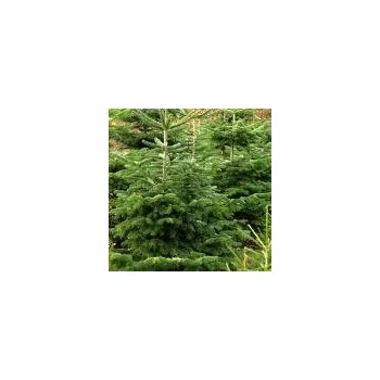 Sazenice Abies nordmaniana 150/175 cm II. jakost