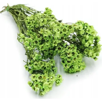 Obraz Oxodia zielona kytice květina pro obraz z mechu sušené rostliny