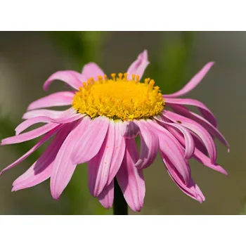 Sazenice Vratič, Kopretina šarlatová 'Robinson Rosa' - Tanacetum coccineum 'Robinson Rosa' Balení: kontejner p11