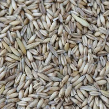 Krmivo pro ptáka Oves nahý 5 kg