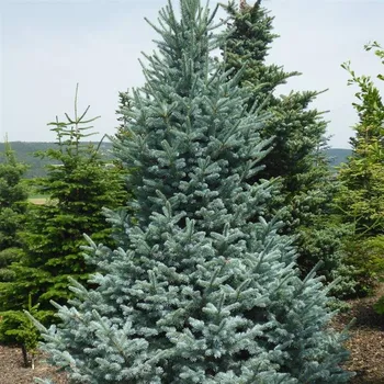 Sazenice Abies lasiocarpa Wollbeck 10/15 cm