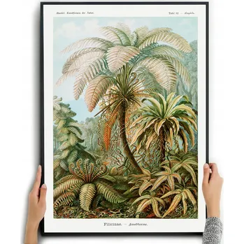 Obraz Plakát DŽUNGLE - ERNST HAECKEL bez rámu 70 x 50 cm