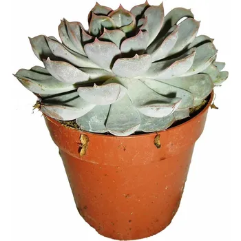 Sazenice Sukulent 111