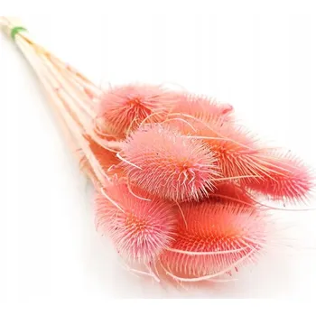 umělá květina Bodlák Suchý bodlák Dipsacus růžový svazek (kytice)