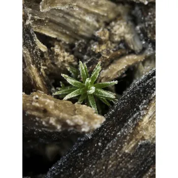 Obraz Plakát Kůra přírodního dřeva bez rámu 30 x 40 cm