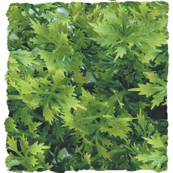 Teraristika Zoomed Australian Maple – Přírodní keřová rostlina 36 cm (323661)