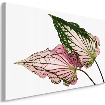 Obraz Obraz do Jídelny Barevné ROSTLINY Příroda 3D 30x20