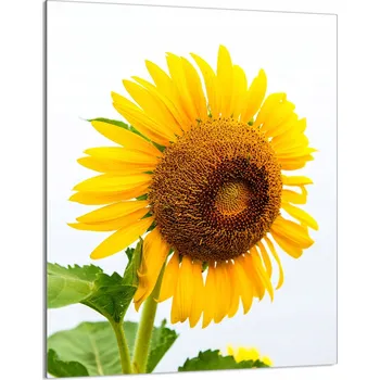 Kuchyňské prkénko Krájecí deska TMK ArtDeko sklo 1 ks