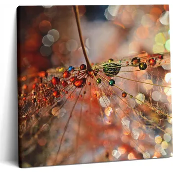 Obraz Obraz na zeď na plátně do obýváku na rámu Pampeliška a Rosa 60x60 cm