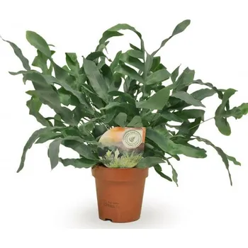 Sazenice Tečkovka zlatá, Phlebodium aureum Blue Star, průměr květináče 10 - 12 cm