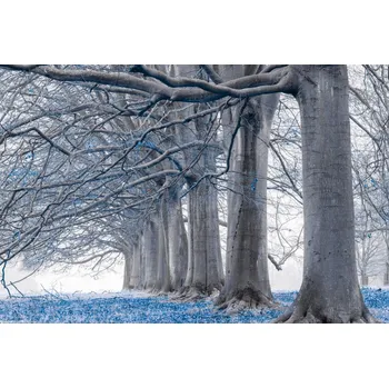 Obraz Plakát Stromy v řadě - Modré listy bez rámu 30 x 20 cm