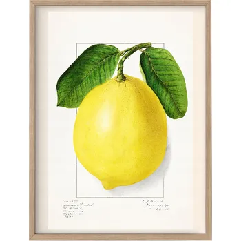 Obraz Plakát Obrázek do Kuchyně Ovoce A3 bez rámu 29,7 x 42 cm