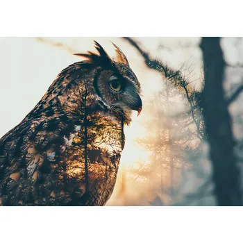 Plakát Plakát Soví Duch bez rámu 66,5 x 46,5 cm