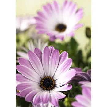 Obraz Plakát Květiny Osteospermum bez rámu 29,7 x 42 cm