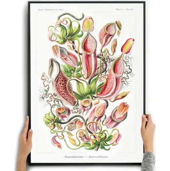 Obraz Plakát MOŘSKÉ KVĚTY - ERNST HAECKEL bez rámu 42 x 59,4 cm