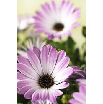 Obraz Plakát Květiny Osteospermum bez rámu 20 x 30 cm