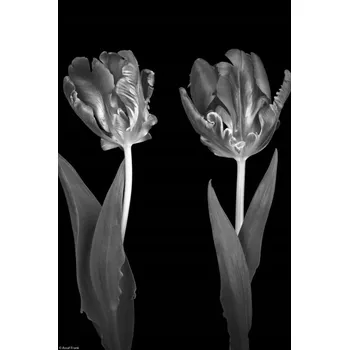 Obraz Rokokové Tulipány Plakát bez rámu 20 x 30 cm