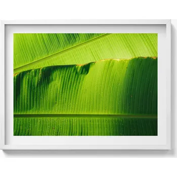 Obraz Obraz v bílém rámu do obýváku Zelené listy banánovníku na slunci 80x60 cm