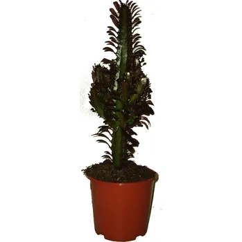 Sazenice Kaktus Euphorbia Trigona