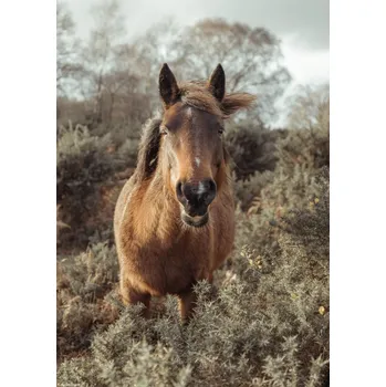 Obraz Plakát Kůň na svobodě bez rámu 21 x 29,7 cm