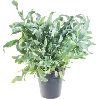 Sazenice Tečkovka zlatá, Phlebodium aureum Blue Star, průměr květináče 17 cm