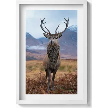 Obraz Obraz v bílém rámu na zeď Důstojný jelen na horské mýtině 40x60 cm
