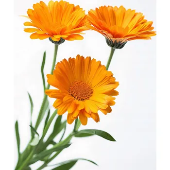 Plakát Plakát Sluneční měsíčky bez rámu 60 x 80 cm