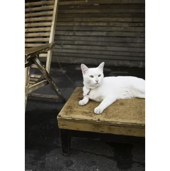 Obraz Plakát Kočka sedící na stole bez rámu 29,7 x 42 cm