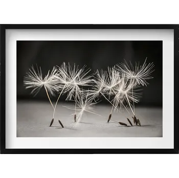 Obraz Obraz v černém rámu nástěnná dekorace Jemné chmýří pampelišky 70x50 cm