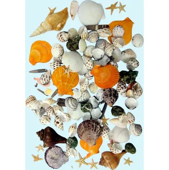 Dekorace do pryskyřice – sada mušlí velká