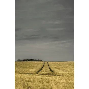 Obraz Plakát Pšeničné pole bez rámu 30 x 45 cm