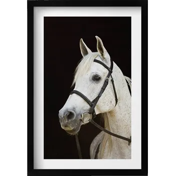Obraz Moderní nástěnná dekorace obraz v černém rámu Bílý hřebec kůň 40x60 cm