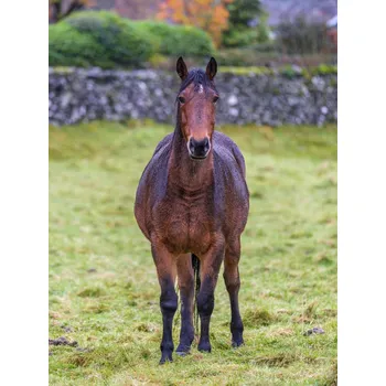 Obraz Plakát Kůň na poli bez rámu 60 x 80 cm