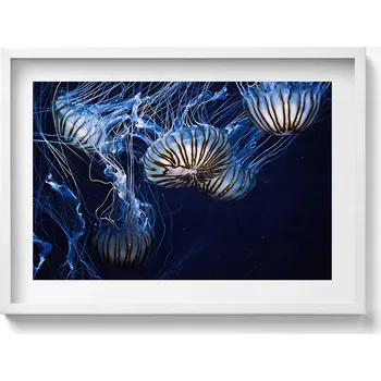 Obraz Obraz s bílým rámem a grafikou na zeď Modré medúzy ve vodě 70x50 cm