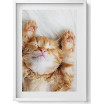 Obraz Dekorativní nástěnný obraz v bílém rámu do obýváku Malé spící kotě 50x70 cm
