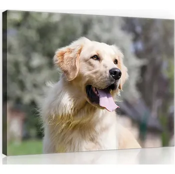 Obraz OBRAZ NA PLÁTNĚ CANVAS 60x40 ZLATÝ RETRÍVR