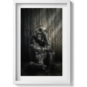Obraz Elegantní obraz do obýváku v bílém rámu: Zadumaná opice ve stínu, 40x60 cm