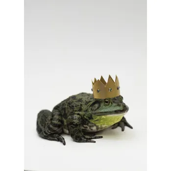 Obraz Plakát Žába se zlatou korunou na hlavě bez rámu 39,5 x 55 cm