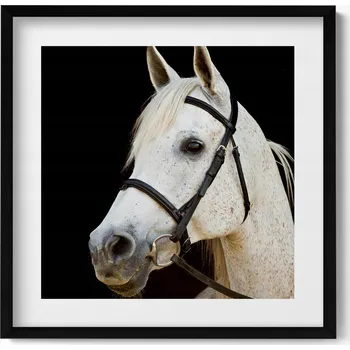 Obraz Dekorativní nástěnný obraz s černým rámem a grafikou loft Bílý hřebec kůň 50x50 cm