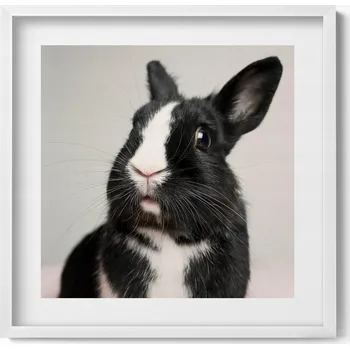 Obraz Dekorativní obraz v bílém rámu do obýváku Černobílý roztomilý králík 50x50 cm