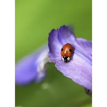 Obraz Plakát Beruška bez rámu 20,5 x 28,4 cm