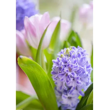 Obraz Plakát s detailním záběrem hyacintů a tulipány , nezarámovaný, 21 x 29,7 cm