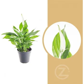 Sazenice Lopatkovec, Spathiphyllum, průměr květináče 7 - 9 cm