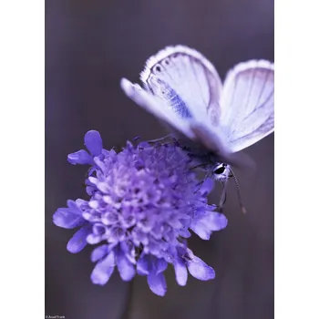 Obraz Plakát Motýl na květu bez rámu 20,5 x 28,4 cm