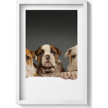 Obraz Dekorativní obraz v bílém rámu do obývacího pokoje Tři štěňata pejsci 40x60 cm